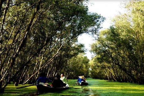 Cuộc dạo chơi trong rừng tràm khám phá cảm giác mới lạ