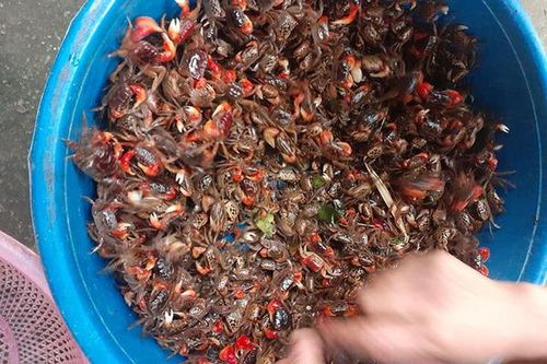 Loài 'cua' lạ chân đỏ rực lại mọc lông đang gây sốt chợ