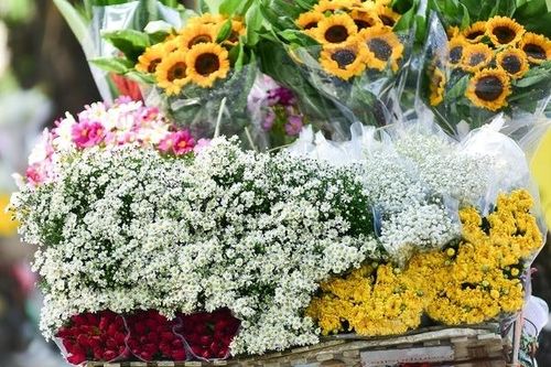 Du lịch Hà Nội tháng 11: ngắm lau trắng muốt, check-in cùng cúc họa mi nở rộ