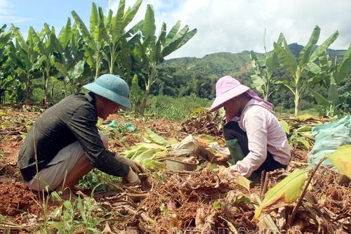 Nà Tấu mùa dong riềng