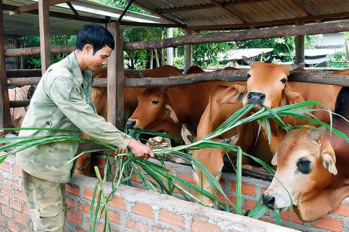Mang Yang phát triển chăn nuôi gia súc trong hộ dân tộc thiểu số