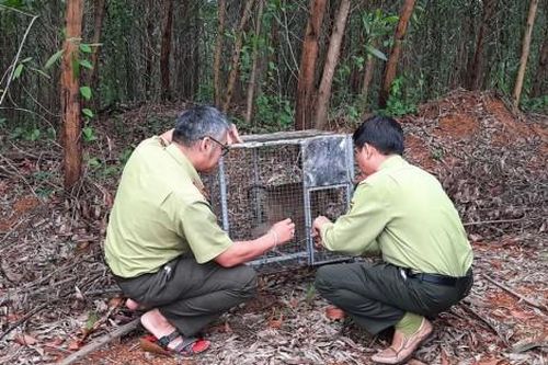 Kinh tế Kinh tế Thả cá thể khỉ đuôi lợn quý hiếm về rừng