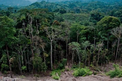 Congo cấm xuất khẩu gỗ tròn để giảm áp lực lên rừng