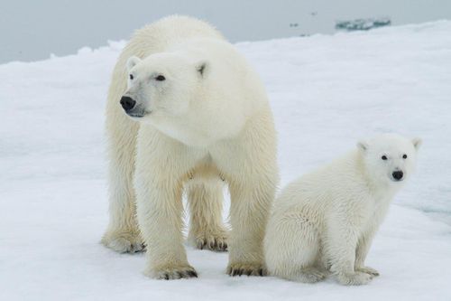 Ngưỡng 1,5 độ C là 'không thể thương lượng'