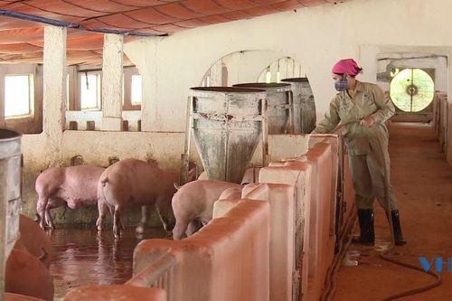 Người chăn nuôi bán tháo đàn dù thịt lợn hơi đang tăng giá