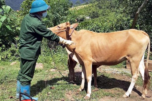 Mường Chà kiểm soát dịch viêm da nổi cục trên trâu bò
