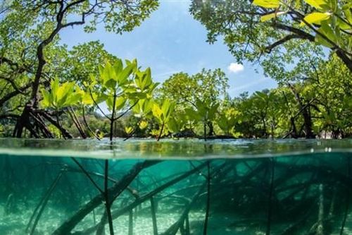 Rừng ngập mặn bí ẩn ở Mexico