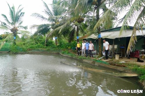 Bị thương lái 'quỵt' gần 6 tỷ đồng, hàng chục hộ dân nuôi cá lóc ở Trà Vinh 'kêu cứu'
