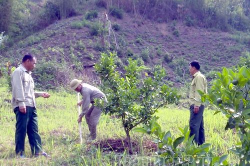 Hiệu quả chuyển đổi cơ cấu cây trồng