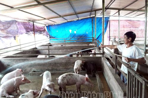 Giá lợn hơi thấp nhưng giá thịt vẫn cao