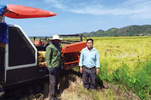 Chuyển đổi cây trồng trên đất lúa
