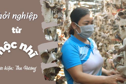 Khởi nghiệp từ mộc nhĩ