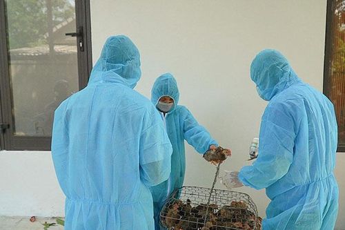 Tích cực phòng, chống dịch bệnh trong chăn nuôi vào những tháng cuối năm