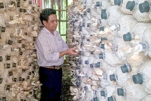 Thu hàng trăm triệu đồng mỗi năm từ trồng nấm