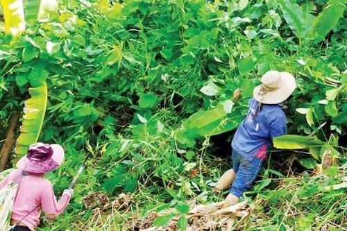 Kinh tế Nông nghiệp - Nông thôn Trồng rừng bền vững