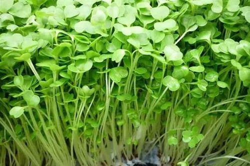 Giá rau tăng phi mã: Học ngay những loại rau mầm dễ trồng tại nhà