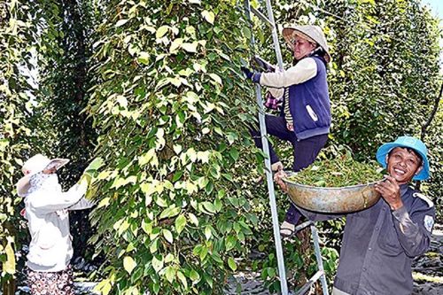 Xuất khẩu hồ tiêu quyết giành lại mốc tỷ USD