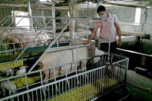 Xây chuồng cao để chăn nuôi ở vùng thấp trũng