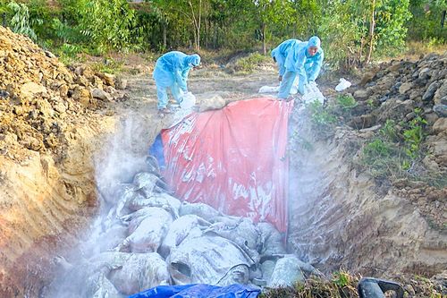 Dịch tả lợn Châu Phi phát sinh trở lại tại 3 xã của huyện Cam Lộ