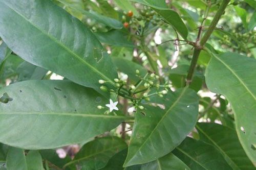 Phát hiện 'cây sau sân nhà' ở Samoa có thể giúp trị ung thư, Covid-19