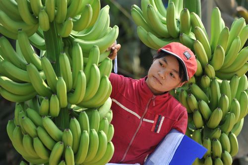 Phụ phẩm trong nông nghiệp: 'Mỏ vàng' bị lãng phí