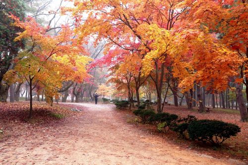 Hàn Quốc: Đảo Nami trở thành điểm hút khách du lịch thời kỳ hậu COVID