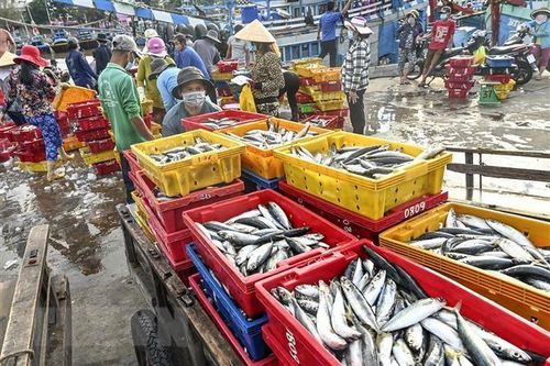 Bình Thuận: Tăng cường phòng, chống dịch tại Cảng cá Phan Thiết