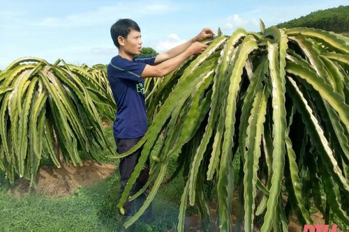 Người trẻ bỏ phố về quê làm nông dân