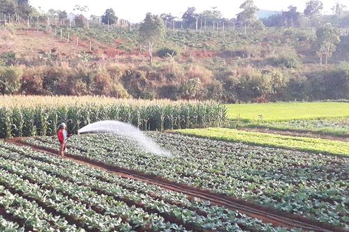 Đak Đoa phát triển nông nghiệp toàn diện, bền vững