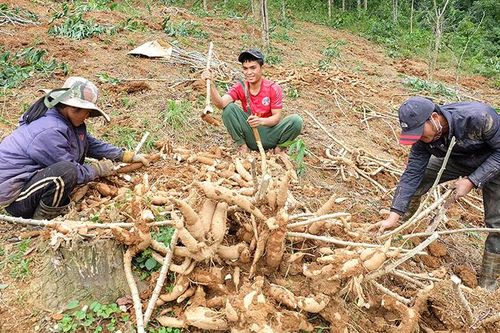 Thúc đẩy tiêu thụ nông sản trong bối cảnh dịch bệnh