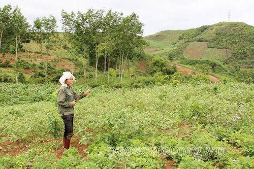 Tháo gỡ khó khăn về đất sản xuất cho nhân dân xã Mường Bon