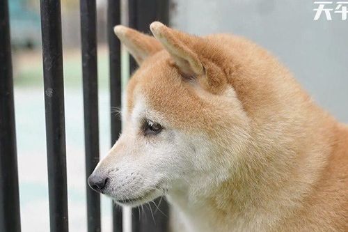 Bị bỏ rơi 7 năm, một con chó shiba inu được bán với giá 570 triệu đồng