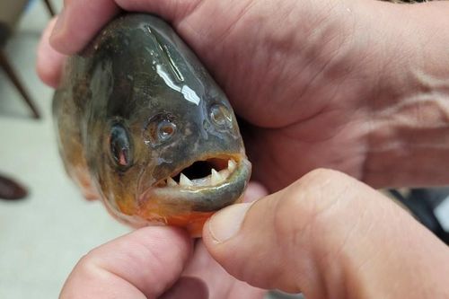 Brazil: Chết thảm vì nhảy xuống hồ đầy cá piranha để tránh ong