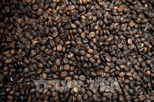 Sản lượng cà phê tại Colombia giảm mạnh