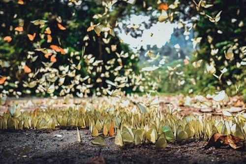 Điều kỳ bí ở Vườn quốc gia VN được vinh danh 'hàng đầu châu Á'