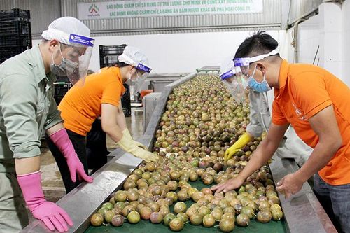 Thích ứng quy định mới về xuất khẩu nông sản sang Trung Quốc