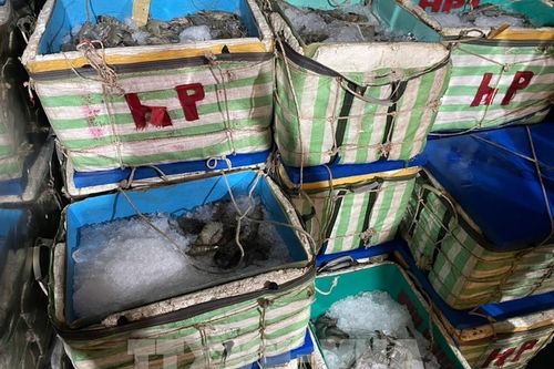 Cà Mau phát hiện vụ vận chuyển hơn 1 tấn tôm nguyên liệu chứa tạp chất