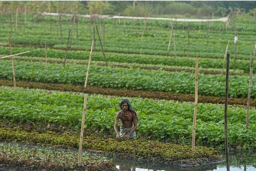 Bangladesh: Ứng phó biến đổi khí hậu bằng ruộng nổi
