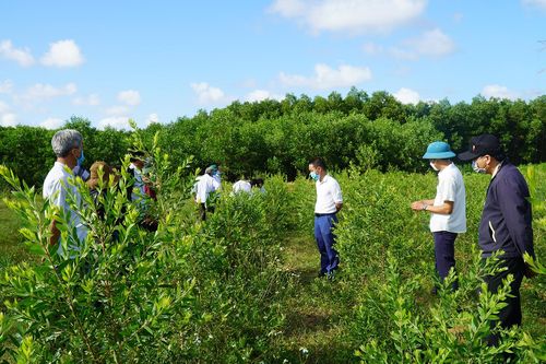 Cam Lộ: Trồng thử nghiệm thành công giống tràm năm gân để sản xuất dược liệu