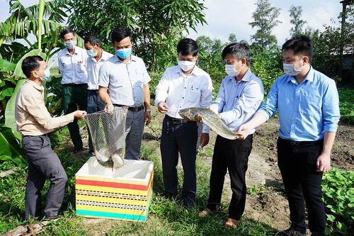 Nuôi cá leo trong ao cho năng suất 11 tấn/ha/vụ