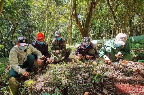 Khám phá mùa trồng mới 'quốc bảo' sâm Ngọc Linh