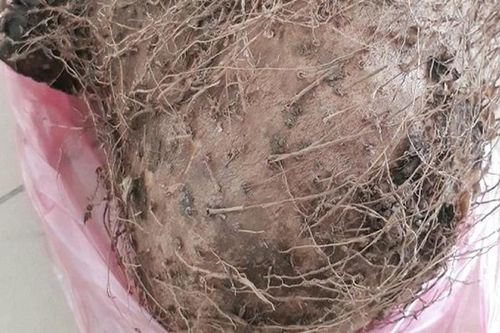 Tìm ra chất độc tính rất cao trong củ lạ khiến 7 người nhập viện