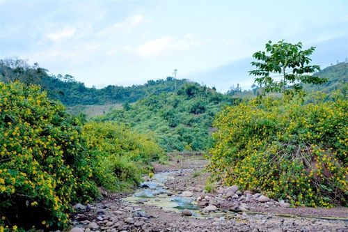 Hoa Dã quỳ nhuộm vàng núi rừng Điện Biên