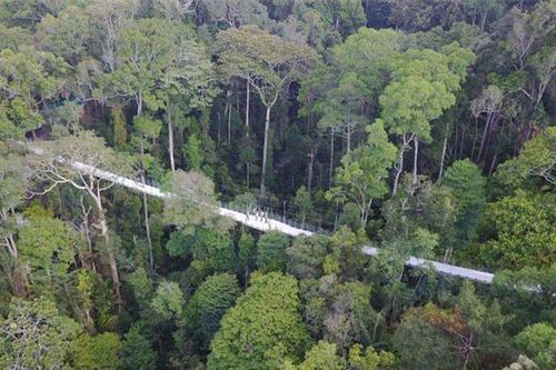 Khu bảo tồn có rừng nhiệt đới triệu năm tuổi ở Malaysia