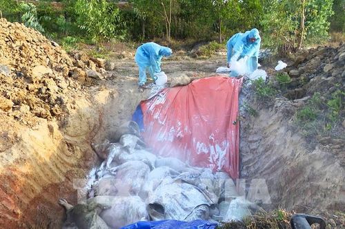 Dịch tả lợn châu Phi lây lan rộng tại Quảng trị