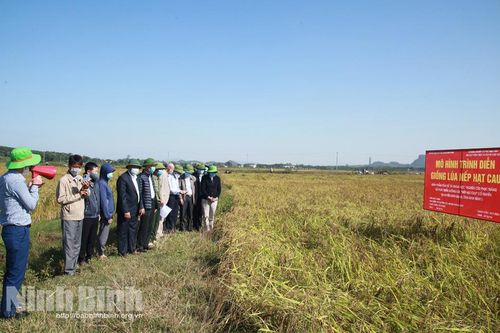 Giống lúa Nếp hạt cau sau khi được phục tráng cho năng suất, chất lượng vượt trội
