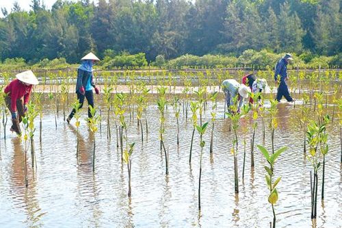 Thông điệp từ hội nghị thượng đỉnh COP26