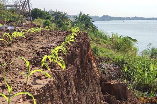 Cần sớm khắc phục sự cố sạt lở bờ bãi sông Hồng tại huyện Gia Lâm
