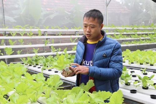 Chàng trai 8x tiên phong với mô hình trồng rau không cần đất