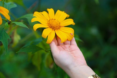 Hoa dã quỳ nhuộm vàng các cung đường miền Tây tỉnh Nghệ An